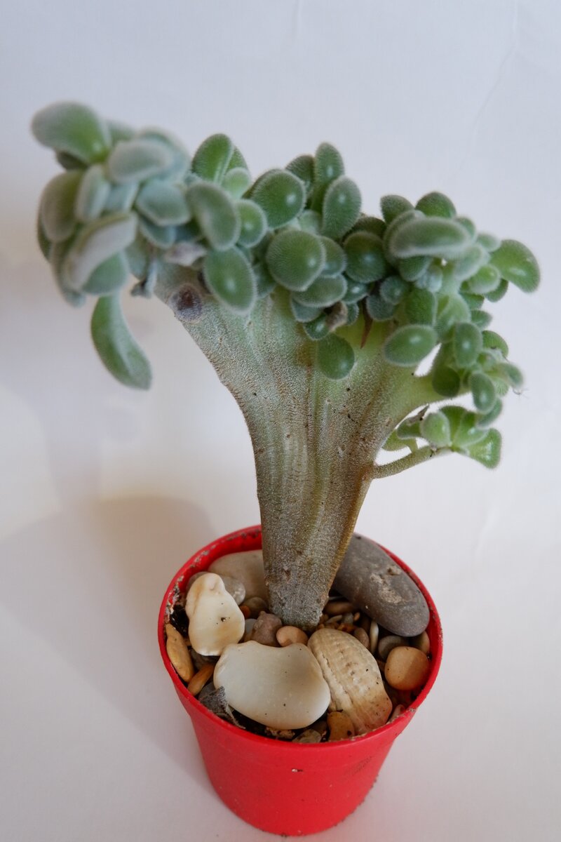 У Фроси листочки легко осыпаются.