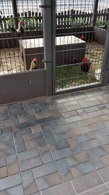 Про крики поверьте на слово. Но было смешно.