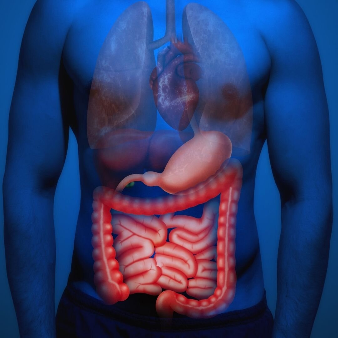 Анатомическая картина кишечника