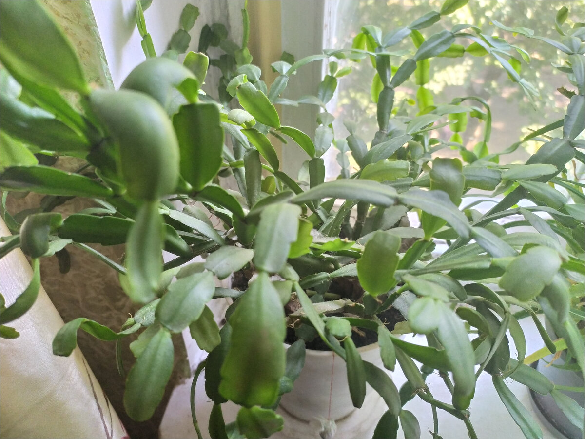 Шлюмьергера - не лучший жилец для 