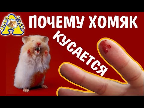 Причины, из-за которых хомяк может кусаться: