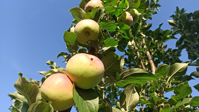 Мелба, личный архив