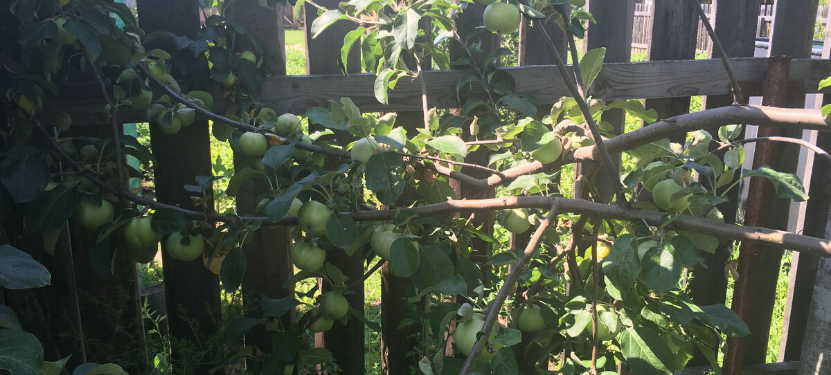 Привитая яблонька. Фото автора