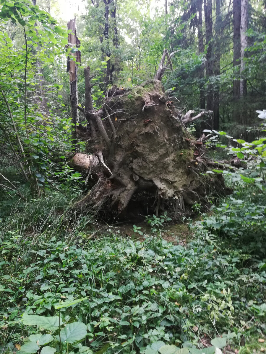 Вывороченная ель