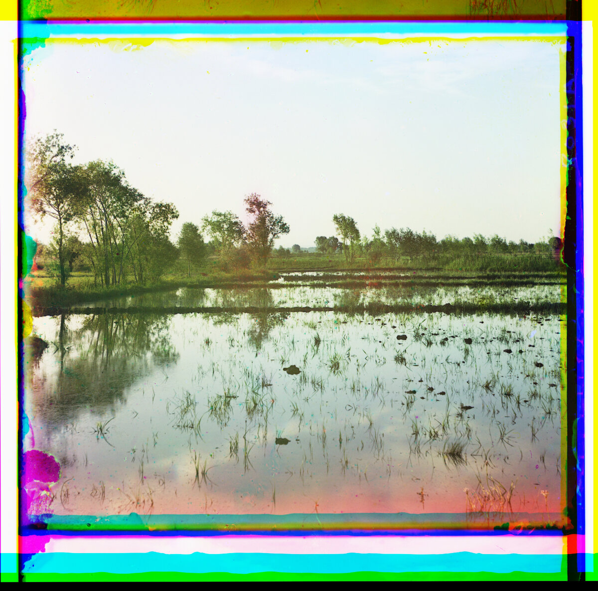 Это рисовое поле. В Узбекистане рис выращивают уже не одну тысячу лет.