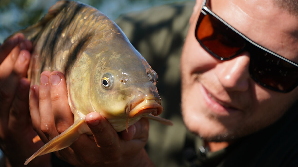 Кормили зерновыми и ловили сотни карпов.