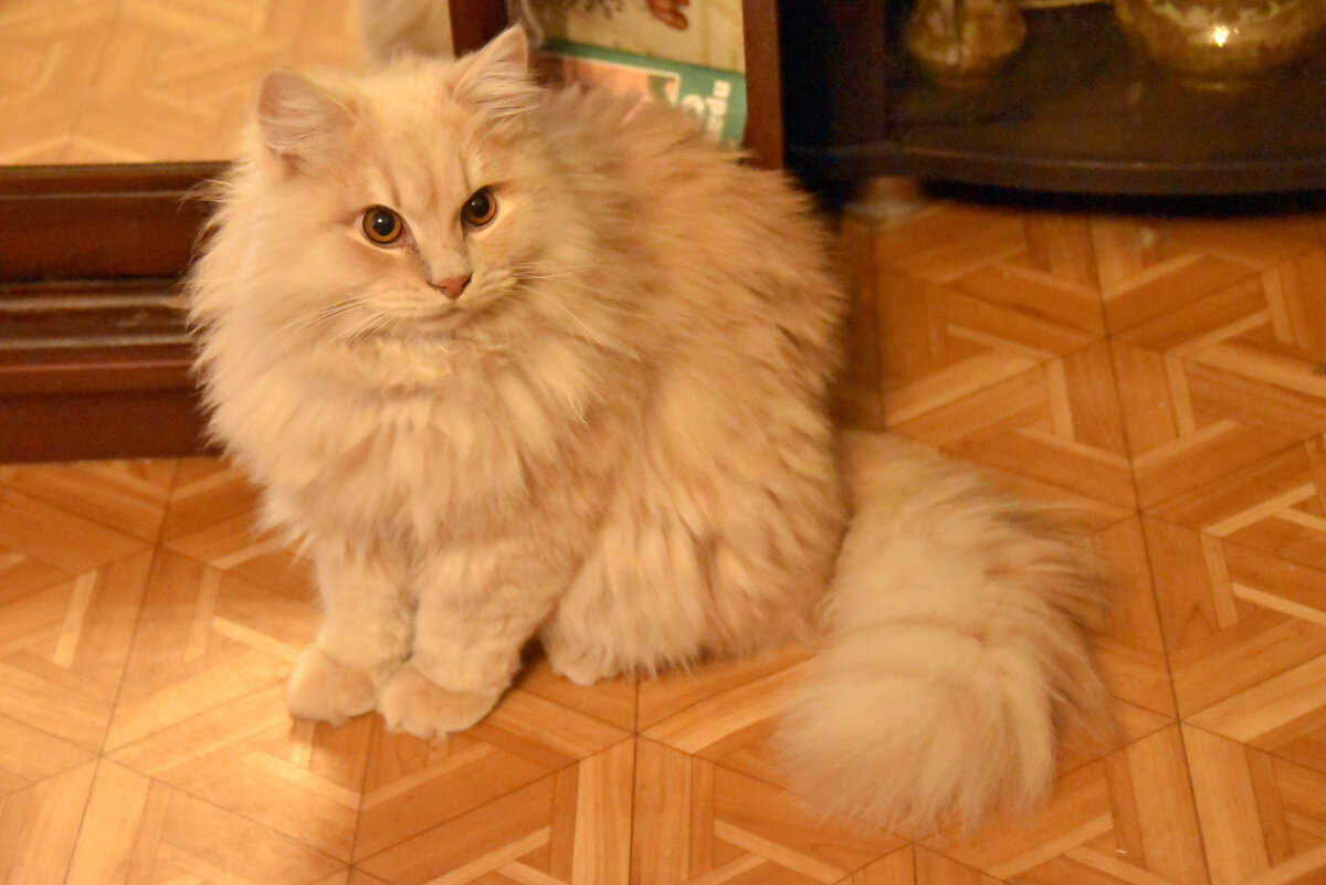 Кисуня 5.01.22