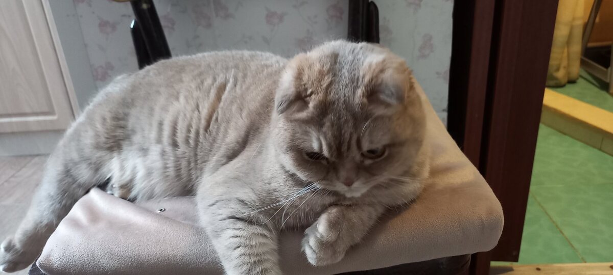   Шотландская вислоухая .  Фото Юлии Линковой 