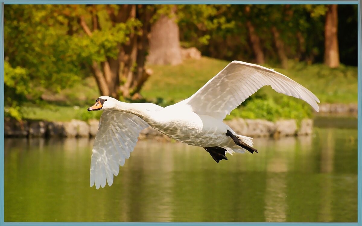 Лебедь возвращается домой. Фото: "7 секретов"