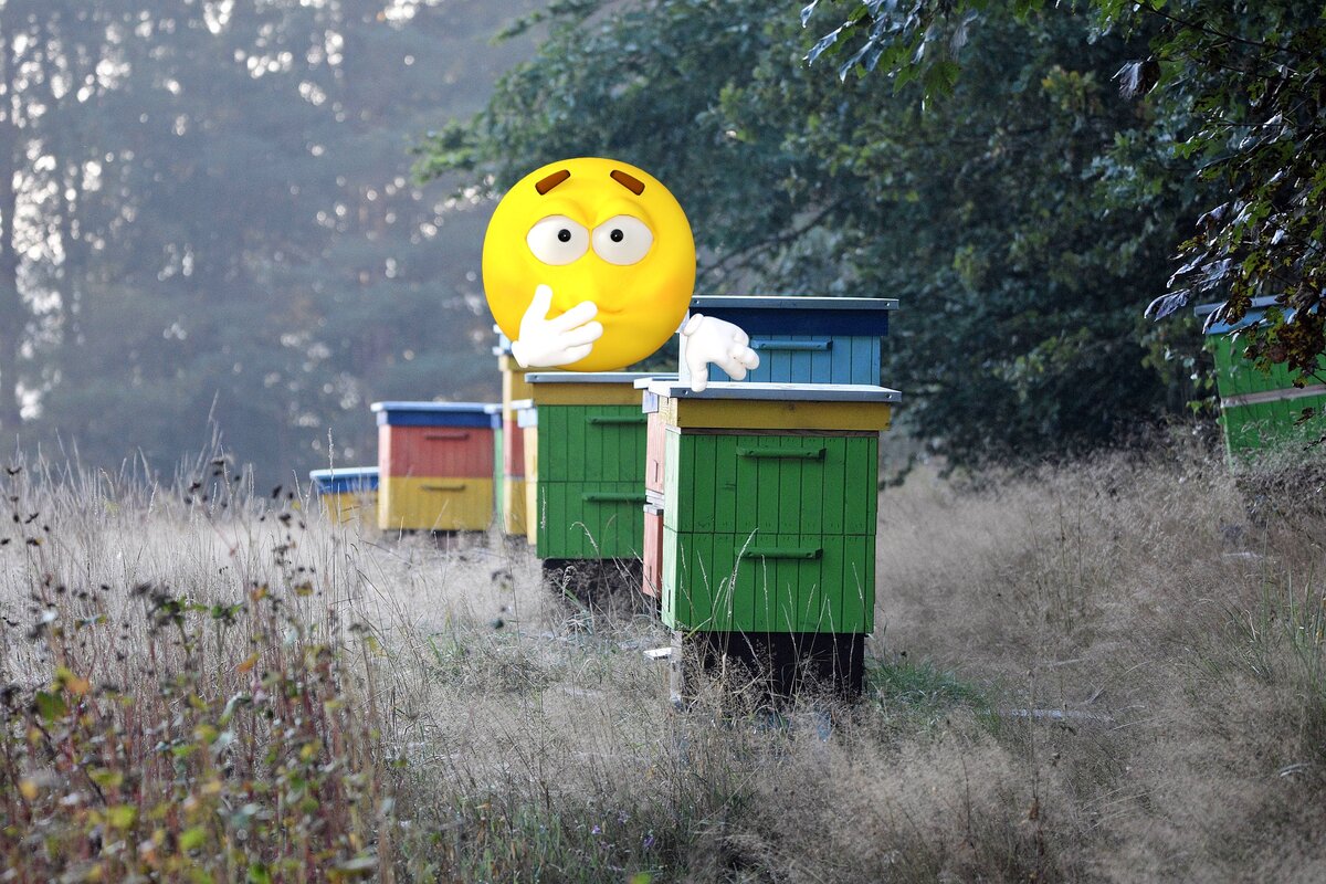 Разные породы пчел на пасеке