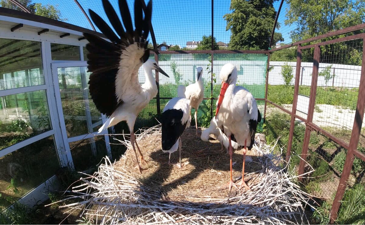Аистенок тренируется махать крыльями, еще в гнездовом вольере. Остальные птенцы и папа наблюдают.