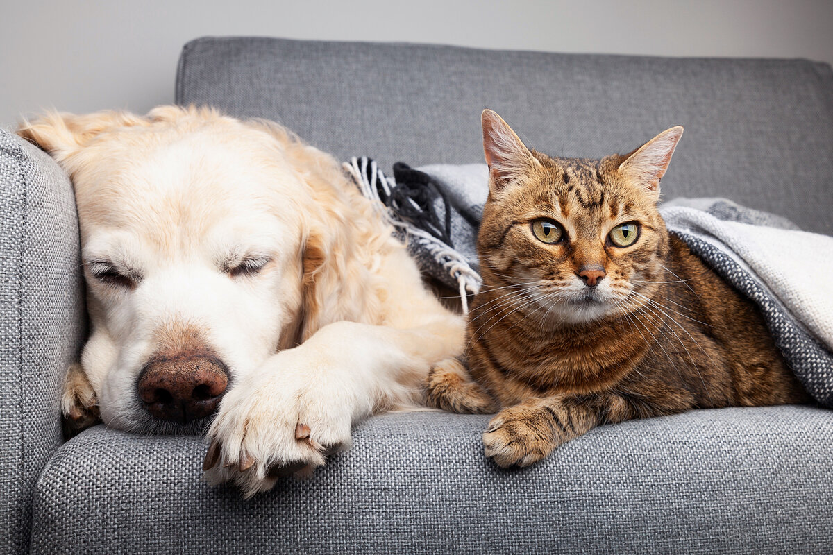 Кошачьи и собачьи кормы в магазинах выставляют отдельно, чтобы покупатели случайно ничего не перепутали.