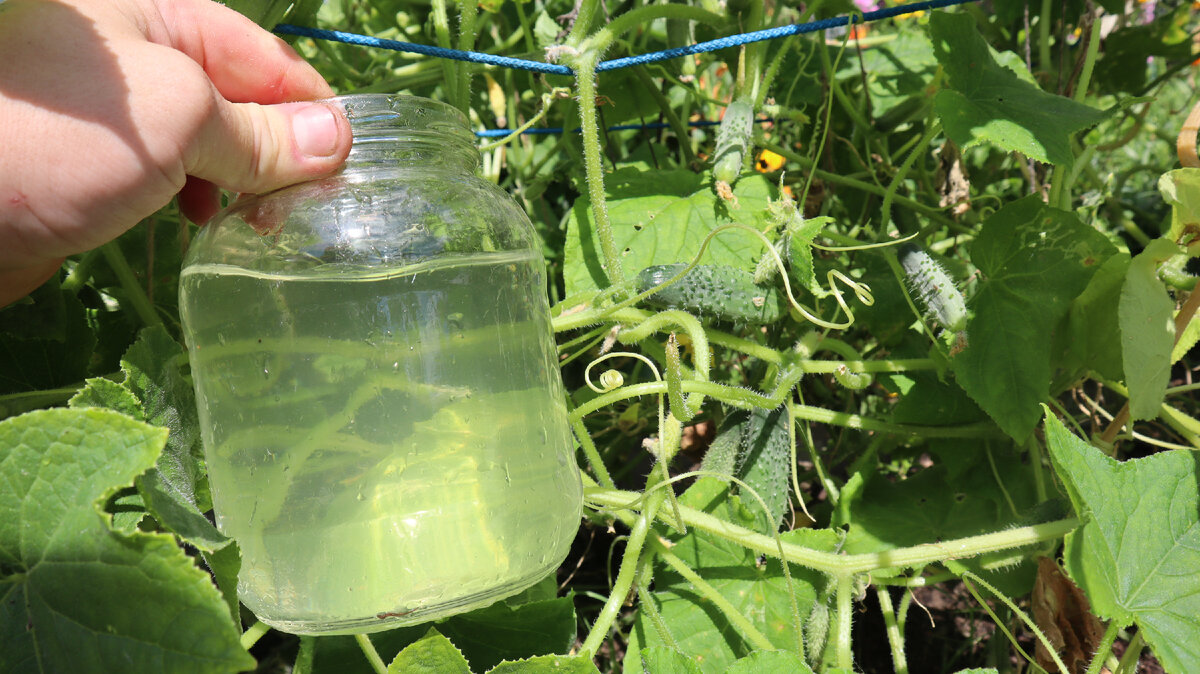 Уксус+перекись спасут вашу грядку с огурцами.