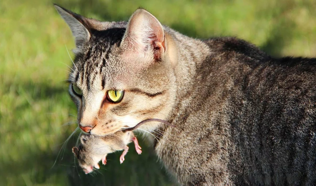 🐱Есть ли какие-то породы кошек, которые лучше других умеют ловить мышей? |  Нос, хвост, лапы | Дзен