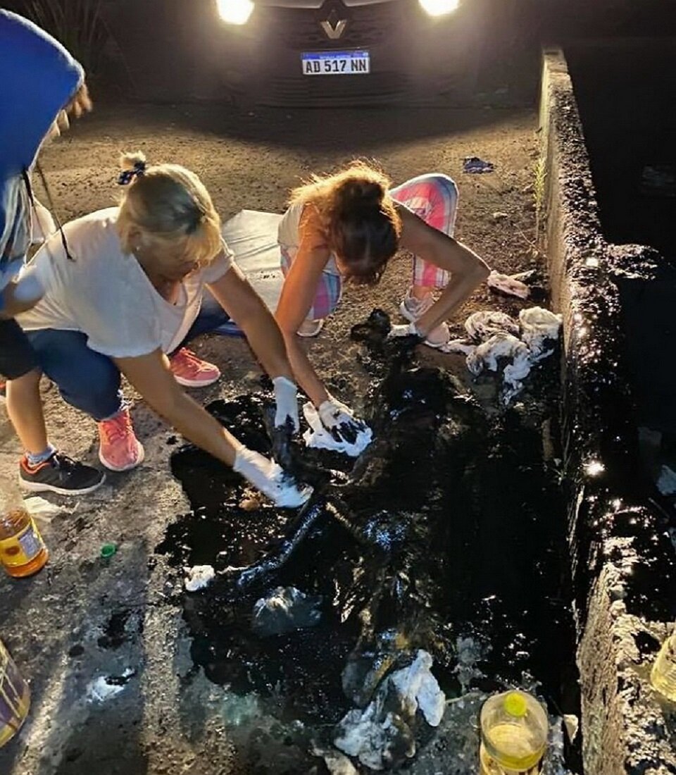 Первая помощь заключалась в оттирании смолы с морды