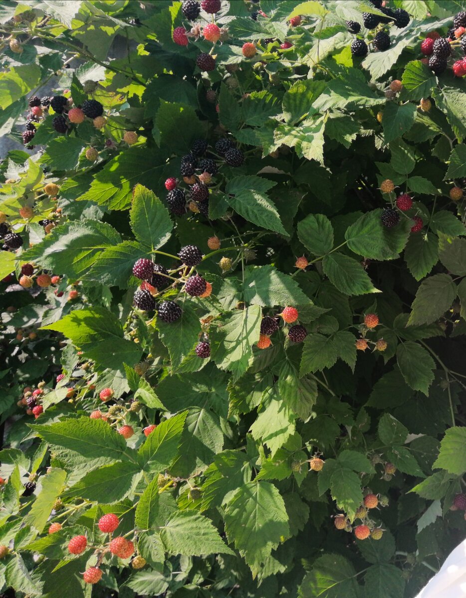 Черная малина. Фото автора