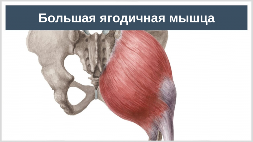 Средняя ягодичная анатомия. Ягодичная мышца анатомия функции. Большая ягодичная мышца. Большая чгодичная м. Большие ягодичные мышцы анатомия.
