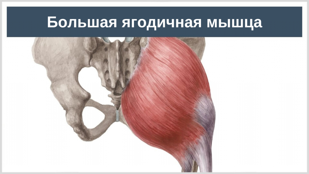 Ягодичная мышца анатомия функции. Большая ягодичная мышца. Большая чгодичная м. Большие ягодичные мышцы анатомия.