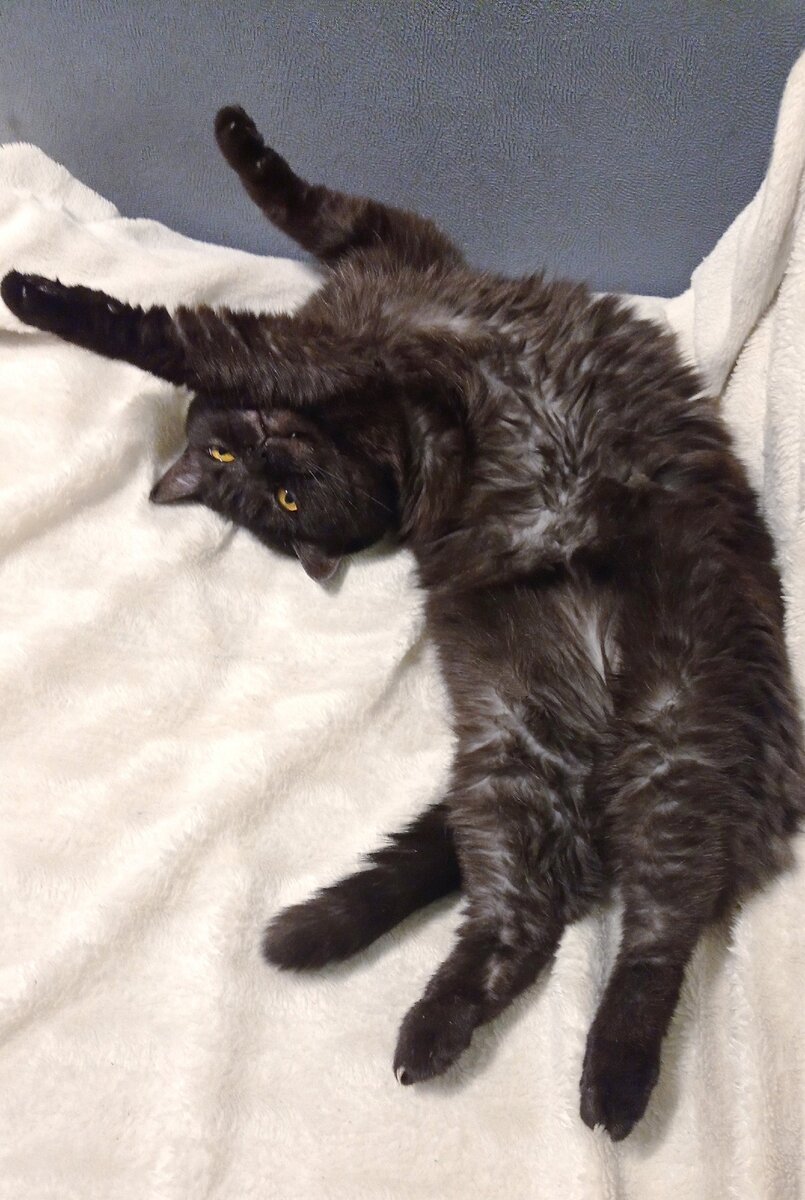 Интересно, а на что бы спускала деньги Кошкинья? Шуба у нее уже есть