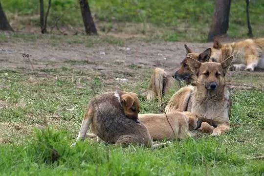    В Воронеже агрессивные собаки напали на ребенка