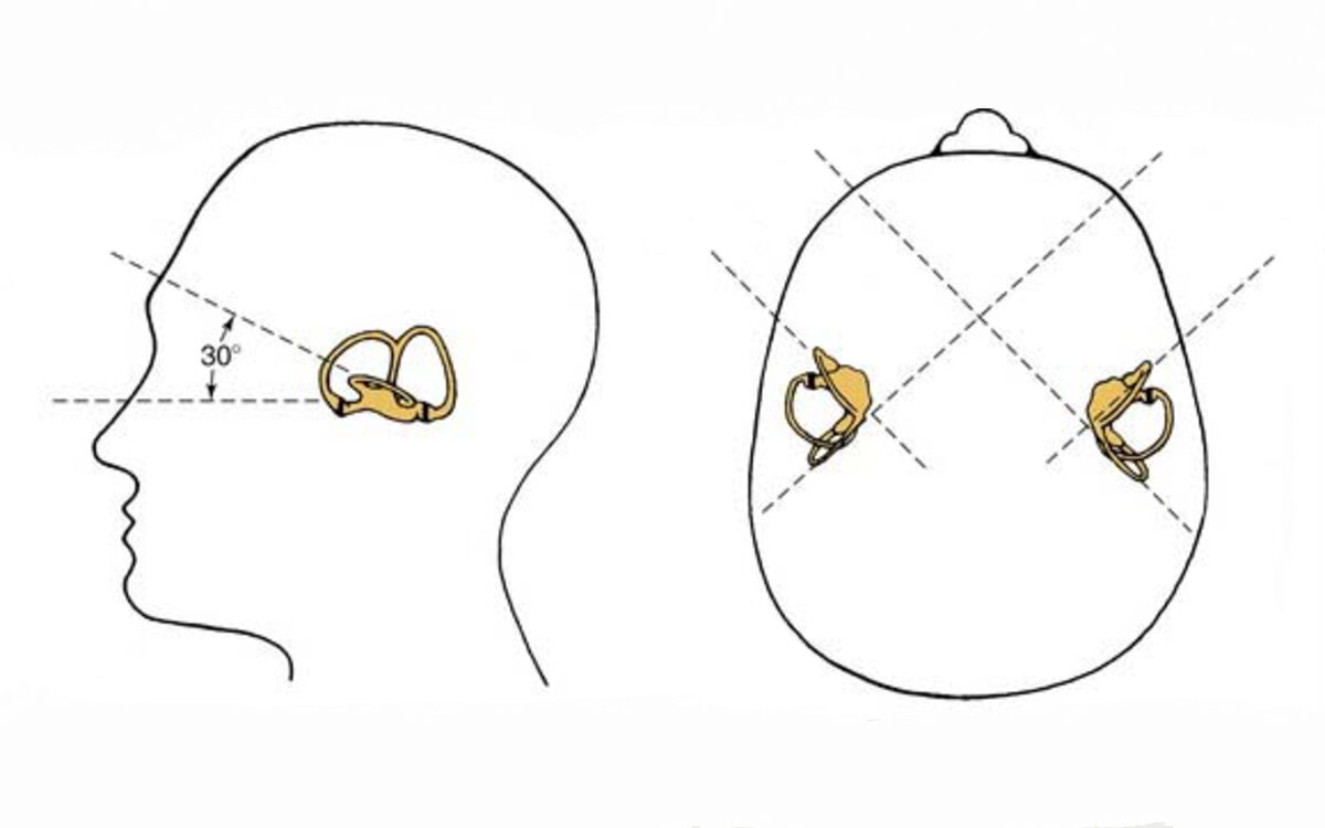 Полукружные каналы. Источник изображения: Barber H.O., Stockwell C.W. Manual of electronystagmography. — St Louis, MO: Mosby-Year Book, 1976
