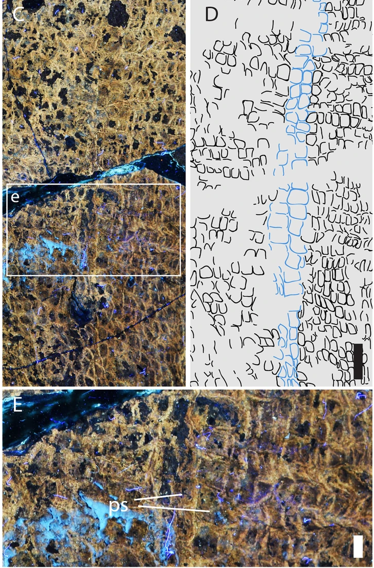 Пупочный рубец пситтакозавра 
Bell et al. / BMC Biology, 2022