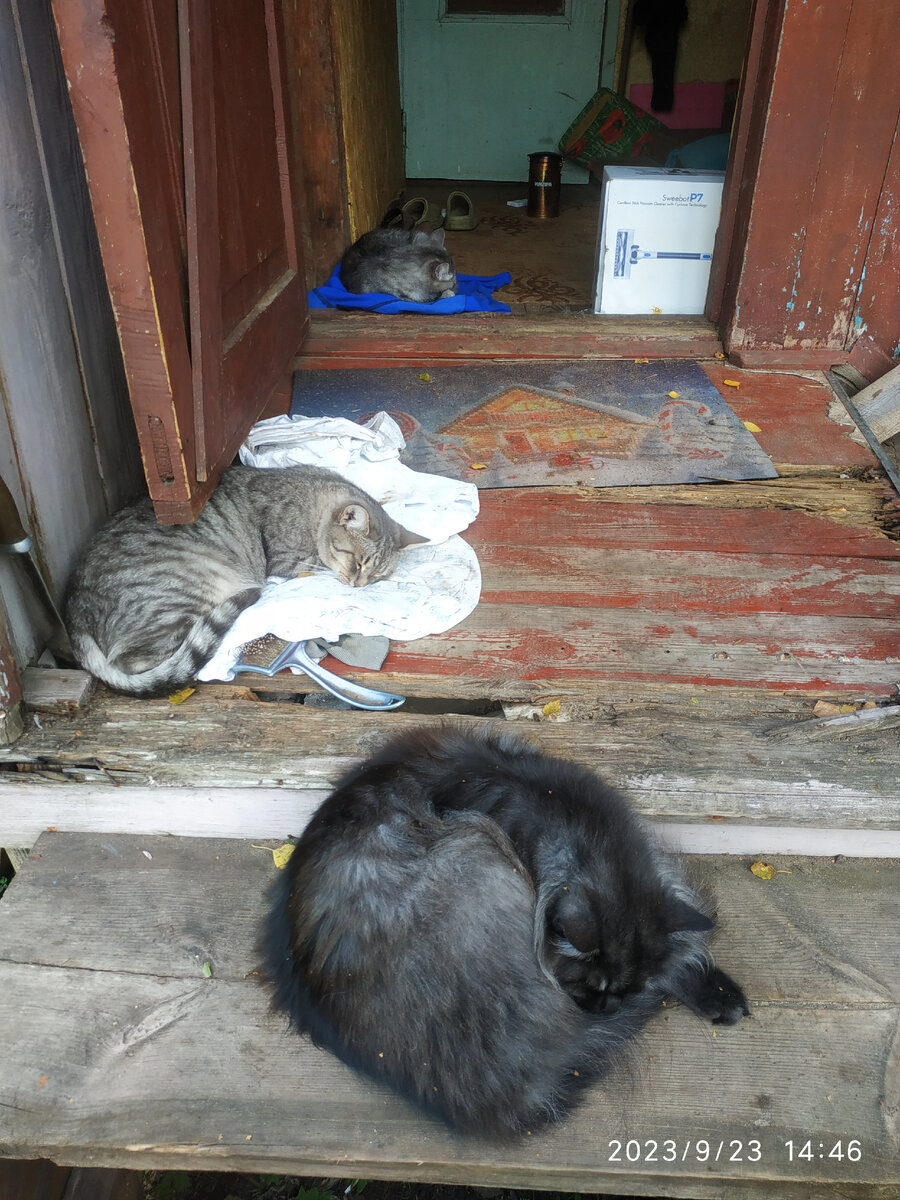 Барсик, Маська и Макс