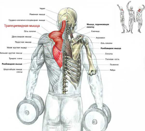 Упражнения на трапецию