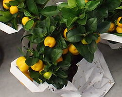 Генеративные методы размножения цитрусовых растений