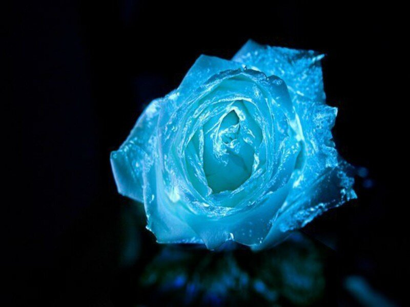Nanza | Светящиеся в темноте цветы - предложение для цветочного салона