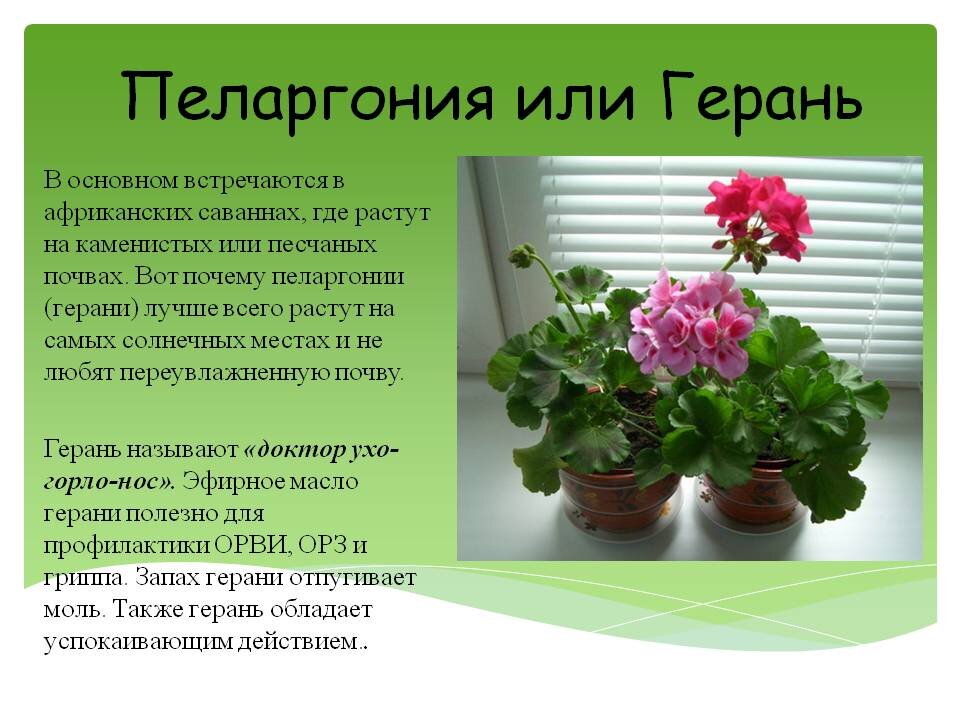 Комнатные цветы фото и описание Комнатные растения для спальни (ч.1) Домовёнок Дзен