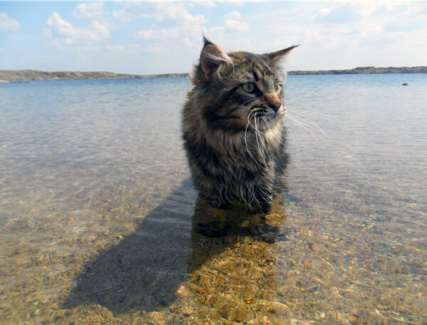 Мейн-кун в воде