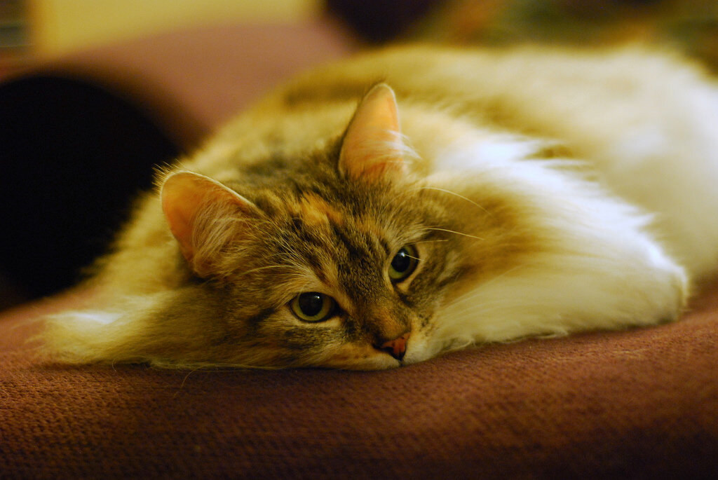 Фото: Johnathan Nightingale (flickr.com)