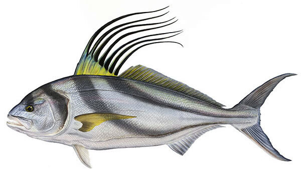 Nematistius pectoralis