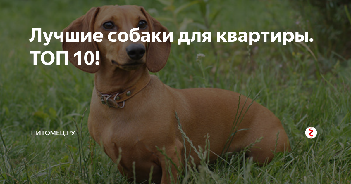 Лучшие собаки для квартиры. ТОП 10! | 🐶ПИТОМЕЦ.РУ🐱 | Дзен