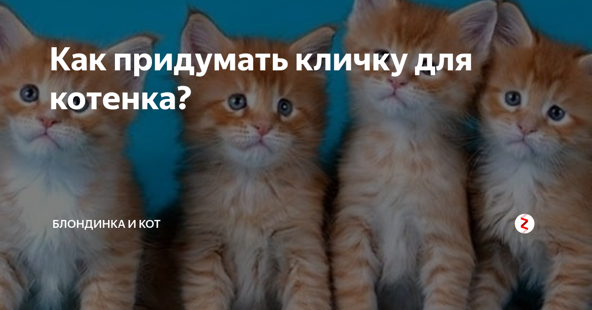 Давай придумаем имя для кота