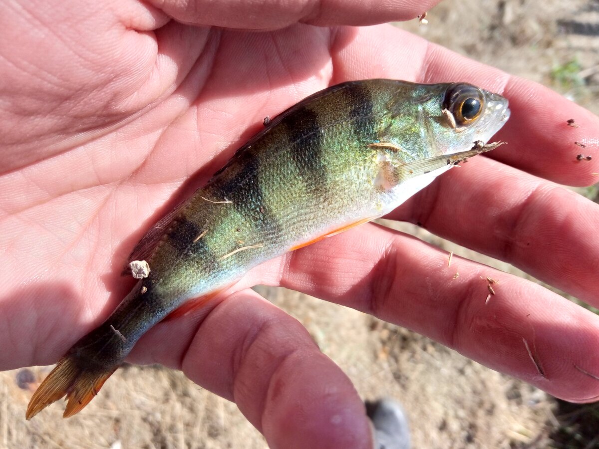 окунь ловиться такой чаще и выпускаю чаще... 