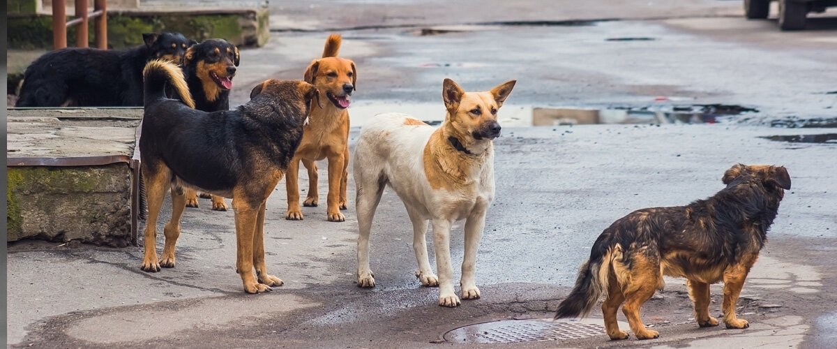 Фонд помощи Husky Help