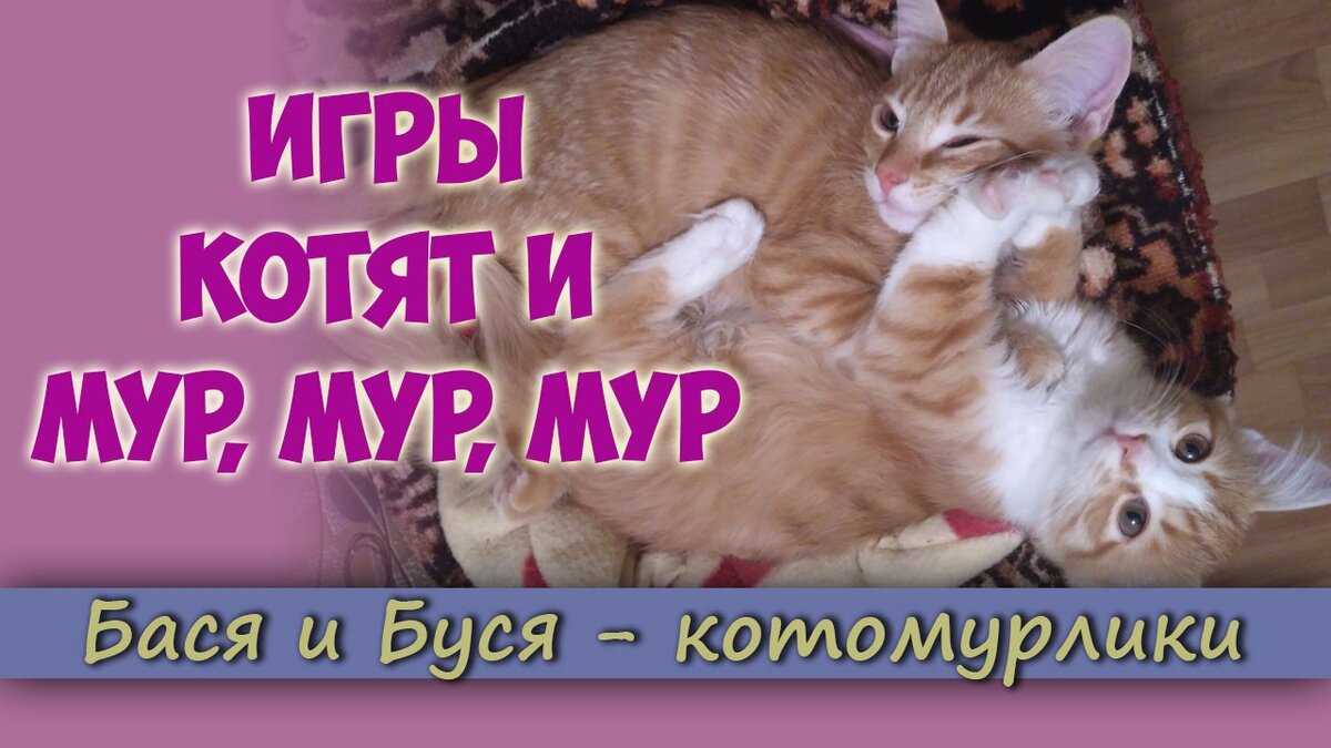 Игры котят и мур мур мур. Котята играют | Ольга Уютная | Дзен