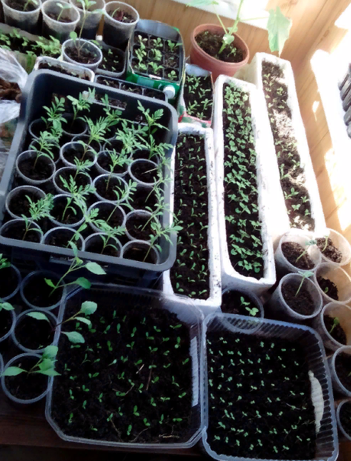 фото из интернета