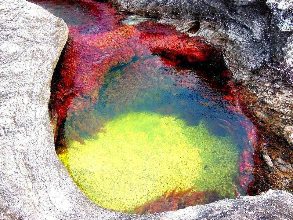 Caño Cristales . Mario Carvajal/CC BY-SA 4.0 