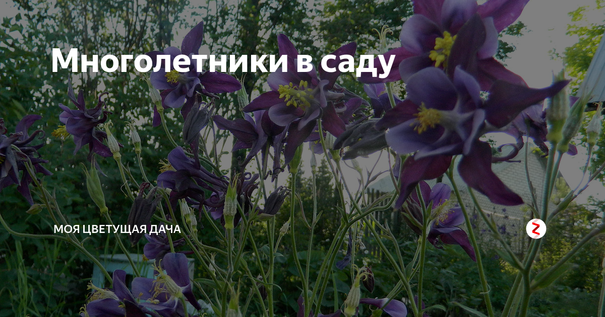 Многолетники в саду | Дачный дневник пенсионерки | Дзен