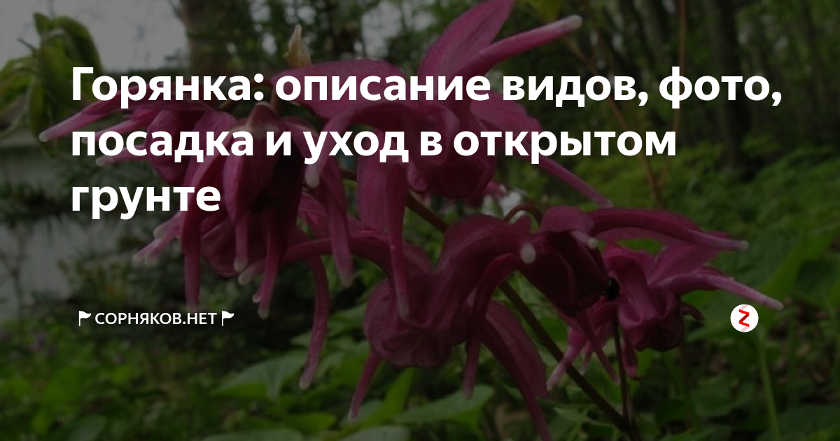 Горянка или эпимедиум: посадка в самых бедных местах уход, посадка, полив, фото, сорта