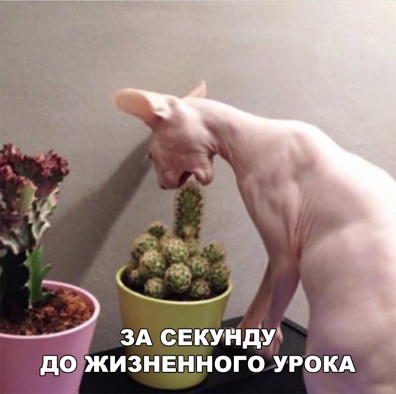 Лучшие приколы