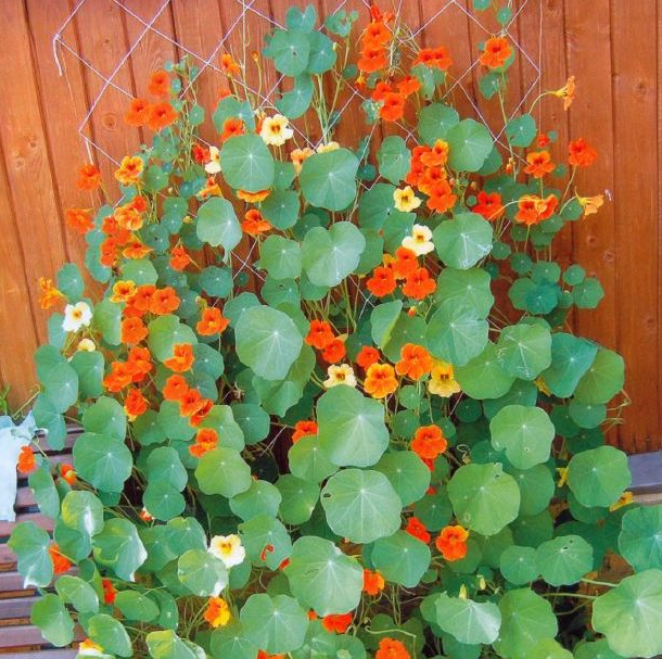 Радостная настурция