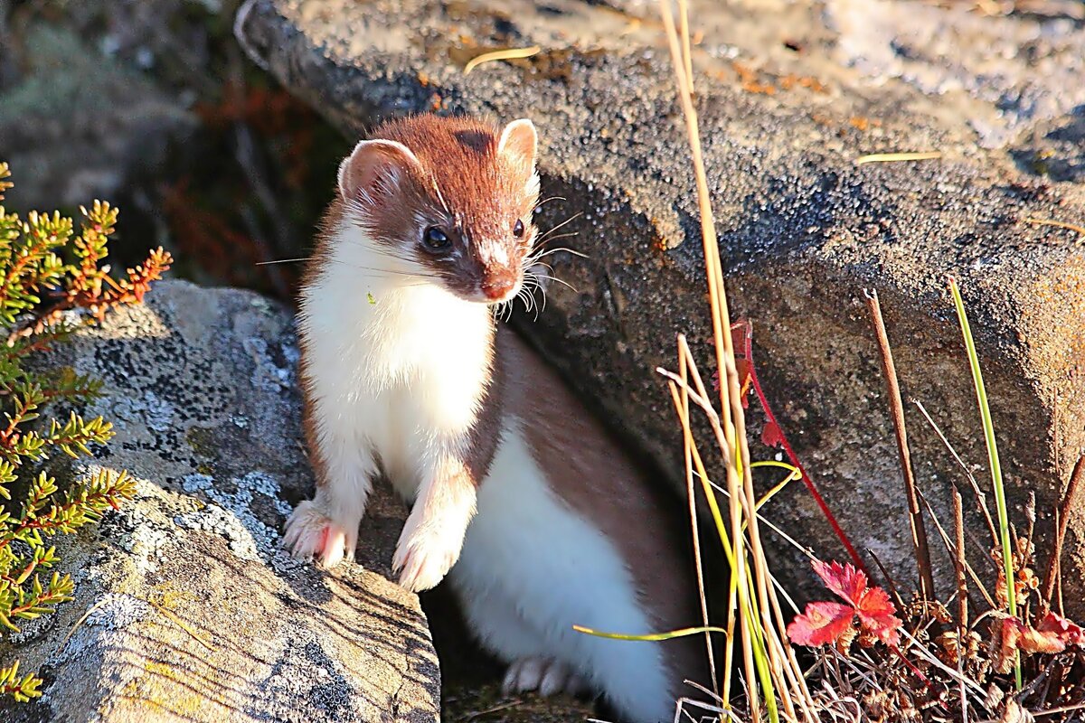 Кыс-кыс-кыс