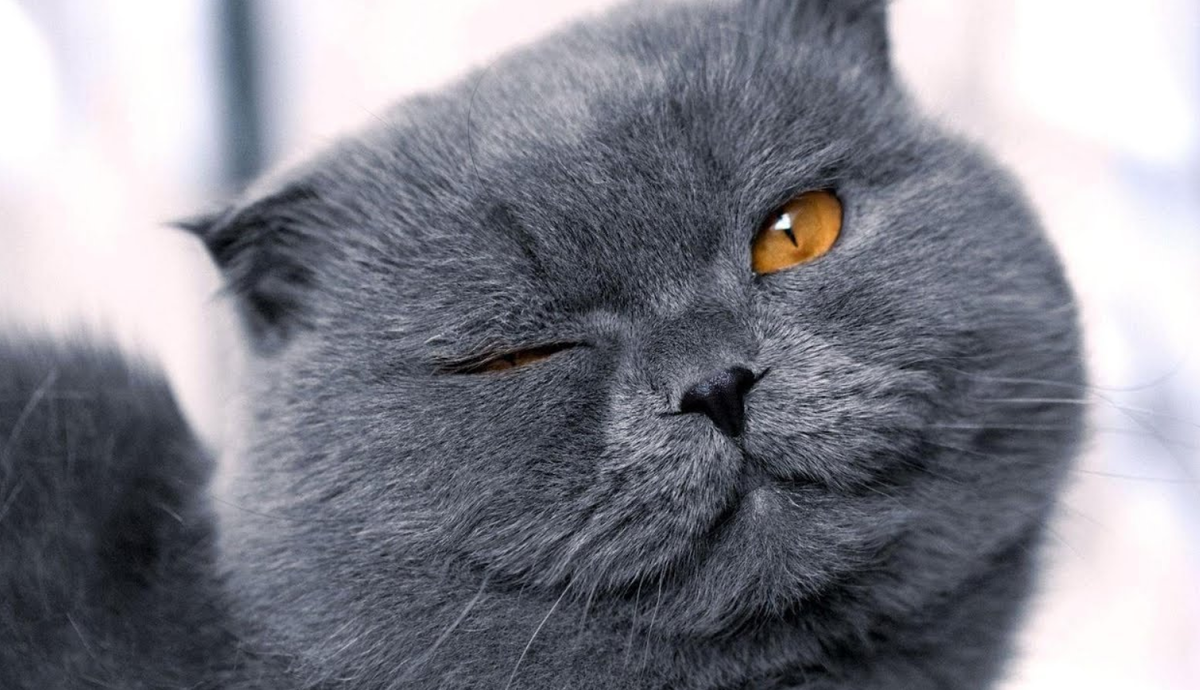 Оставляйте комментарии с фактами, которые бы хотели узнать про Близнецов