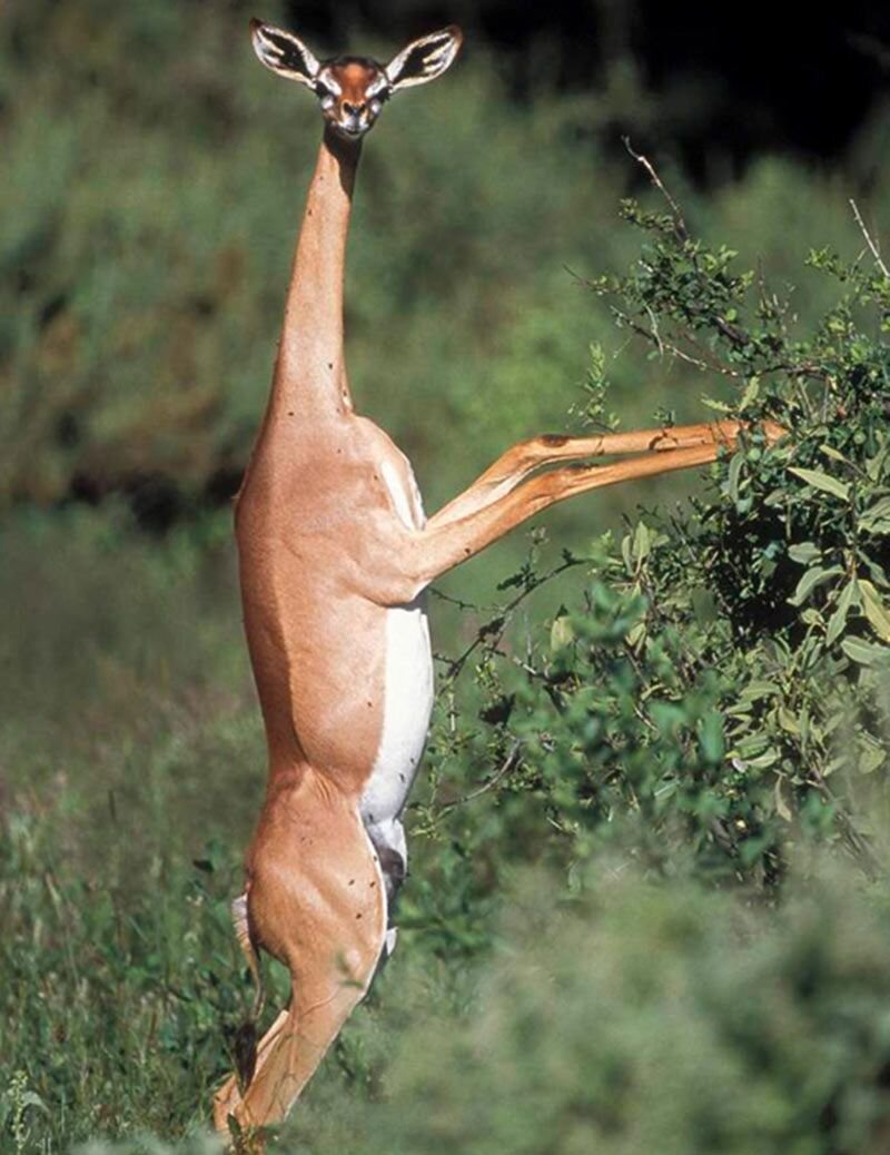 У этих ребят есть все шансы эволюционировать в новых жирафов! 