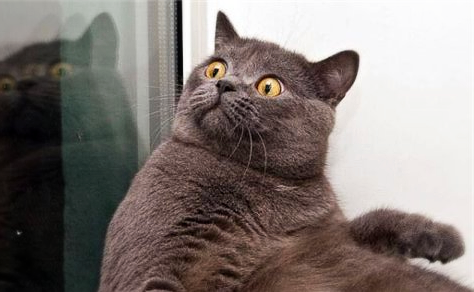 That moment, когда хозяин brought some fish