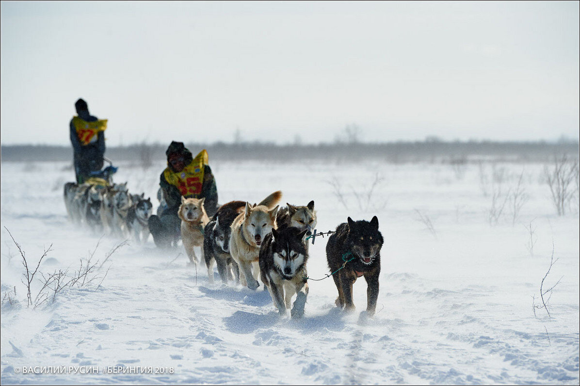 Dog teams and mushers enduring the 2018 Beringia race.